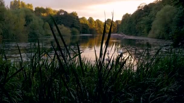 Family Swans Sunset Shot Lakeside — Vídeo de Stock