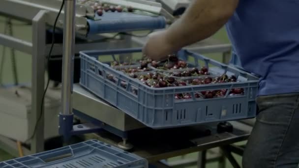 Putting Crate Cherries Away — Stok video