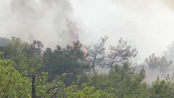 Forest Fire Rages Large Flames Smoke Billow Treetops — Video Stock