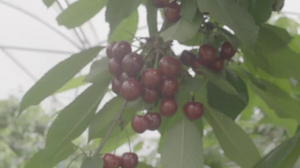 Cherries Branch Background — Stok video