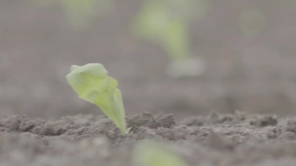 Extreme Close Recently Planted Crop — Stockvideo