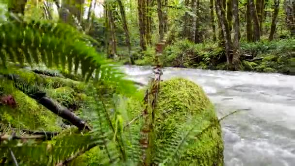 River Rain Forest Background — Wideo stockowe