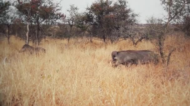 Group Wild African Boars Wild Pig — Stok video