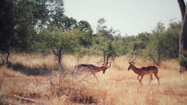 Impala Fighting African Sabana — Vídeo de Stock