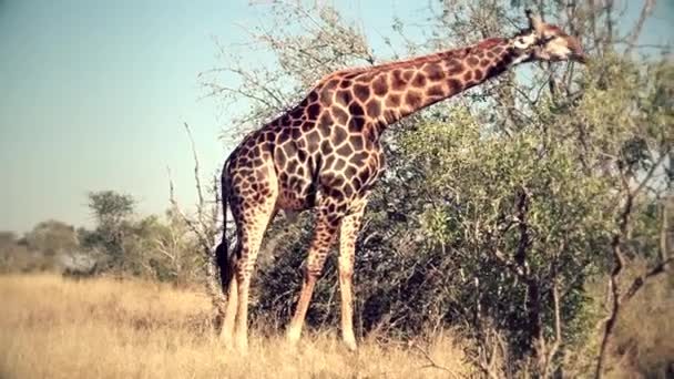 Very Rare Black Giraffe Walking Freely Africa — Wideo stockowe