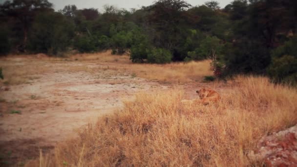 Lovely African Female Lion Licking Itself Lioness — стокове відео