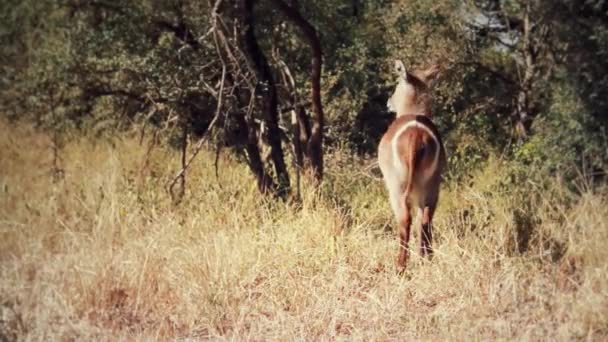 Lovely Waterbuck Walking Eating Freely Africa — Stok video