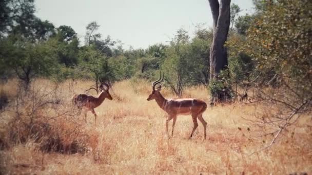 Impala Fighting African Sabana — Stockvideo