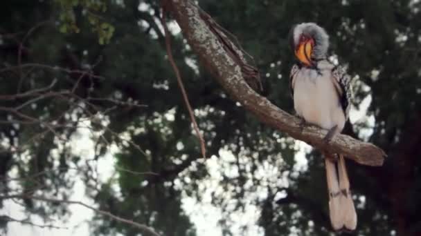 Beatifull African Yellowbilled Hornbill — Video Stock