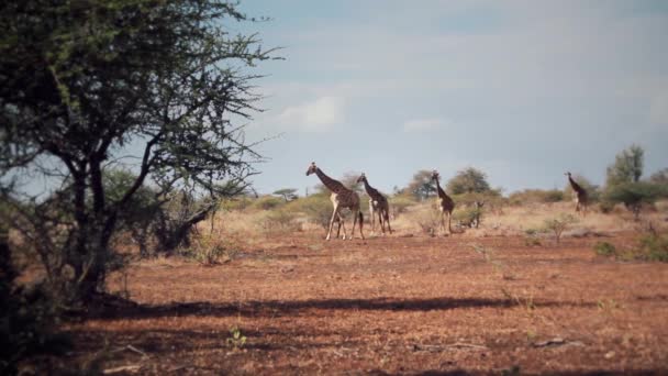 Group Giraffes Walking Freely Africa — Videoclip de stoc