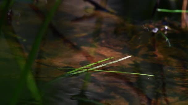 Female Demoiselle Trying Land Blade Water Grass Close Video — 图库视频影像