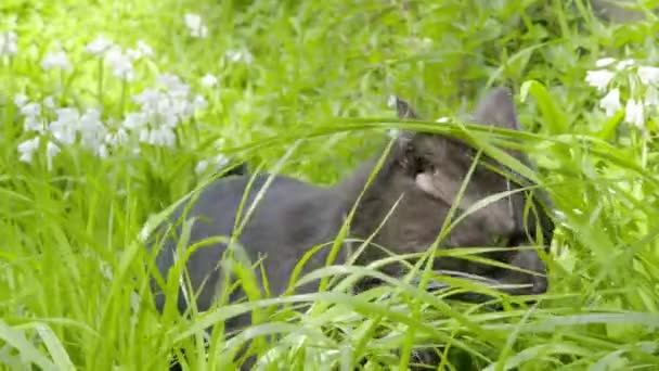 Black Cat Sniffs Long Grass — Wideo stockowe