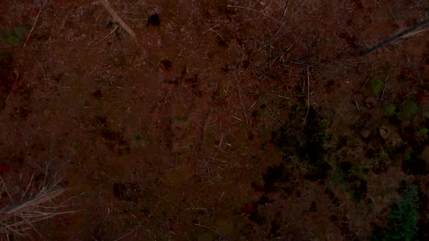 Straight Moving Aerial Shot Treetops Pine Tree Forest Forest Floor — Stock videók