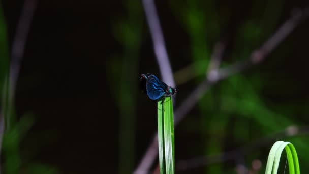 Beautiful Damselfly Male Drying His Wings Swaying Blade Grass — Vídeos de Stock