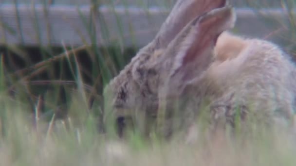 Крупним Планом Сірий Кролик Розслабляється Траві Перед Синім Парканом — стокове відео