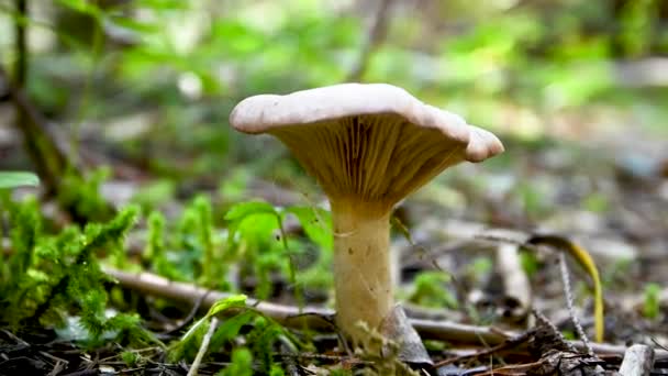 Mushroom Forest Floor Spider Web Hanging Hat Green Moss Background — Vídeos de Stock