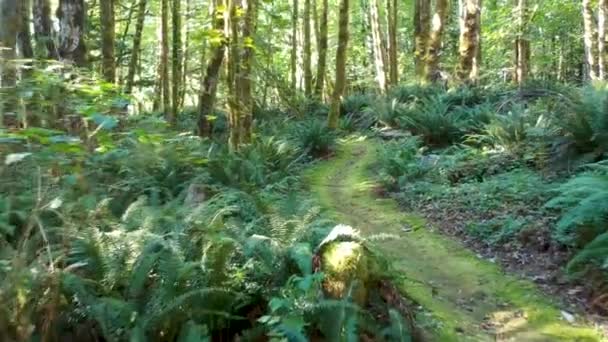 Moving Rainforest Nature Background — Vídeo de stock
