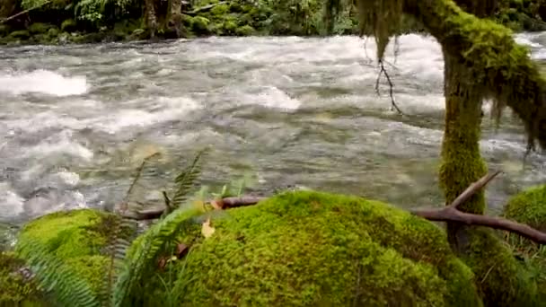 River Rain Forest Nature Background — Stock Video