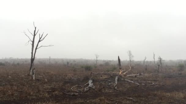 Female Cheetah Acinonyx Jubatus Walking Mist Winters Day Zimanga Game — Vídeo de Stock