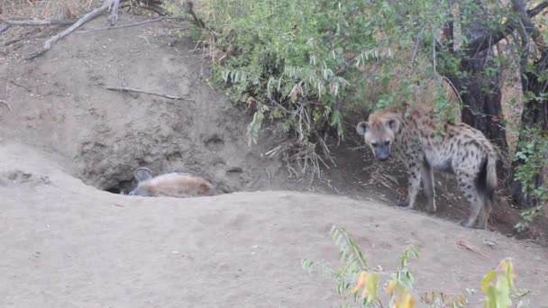 Een Vrouwelijke Gevlekte Hyaena Crocuta Crocuta Staat Rond Een Plaats — Stockvideo