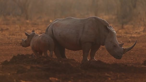 Female Rhino Her Calf Ceratherium Simun Slowly Mill Waterhole Late — Stock Video