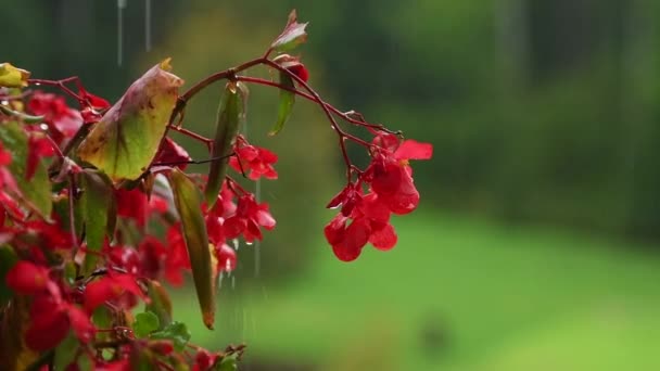 Czerwony Niecierpliwy Kwiat Zielonym Tle Deszczu Czerwone Kwiaty Balkonu Tło — Wideo stockowe