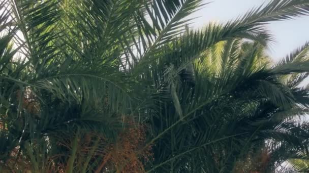 Dolly Movement Palm Trees — Stock Video