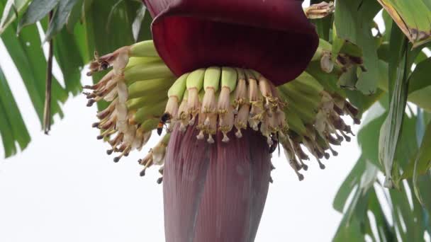 Zwerghornissen Vespa Affinis Auf Nahrungssuche Eine Bananenblüte Thailand — Stockvideo