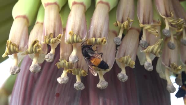 Zwerghornissen Vespa Affinis Auf Nahrungssuche Eine Bananenblüte Thailand — Stockvideo