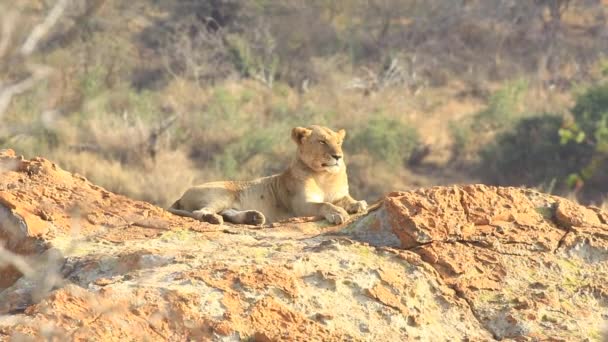 무리요 Panthera 레아는 먹이를 여름철 바위가 곳에서 휴식을 취하고 있는데 — 비디오
