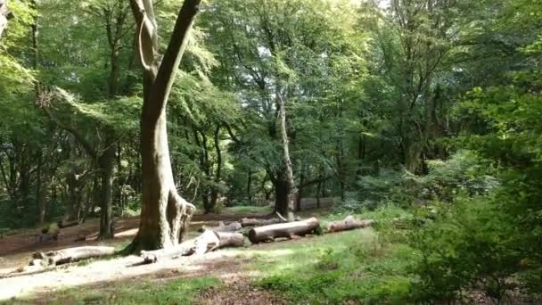 Movendo Através Árvores Arborizadas Folhagem — Vídeo de Stock