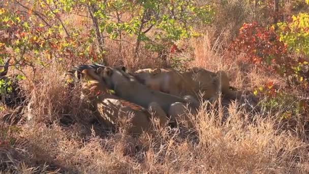 Een Trots Van Leeuwen Panthera Leo Eten Een Verse Buffel — Stockvideo