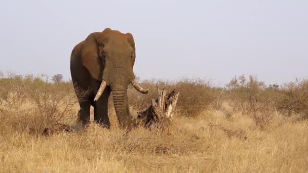 Groot Slagtand Stier Olifanten Loxodonta Africana Grazen Langzaam Zomermaanden Lang — Stockvideo