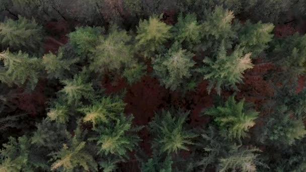 Geradeaus Bewegte Luftaufnahme Von Baumwipfeln Eines Kiefernwaldes Von Den Baumwipfeln — Stockvideo