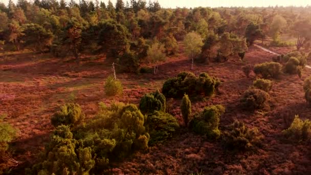 Luftaufnahme Von Moor Mit Feldern Von Trockenen Violetten Heidekraut Mit — Stockvideo