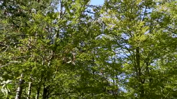 Осенняя Крона Деревьев Перемещающаяся Ветру Листья Желтеют — стоковое видео