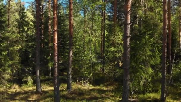 Повільний Рух Глибше Красивий Зелений Ліс — стокове відео