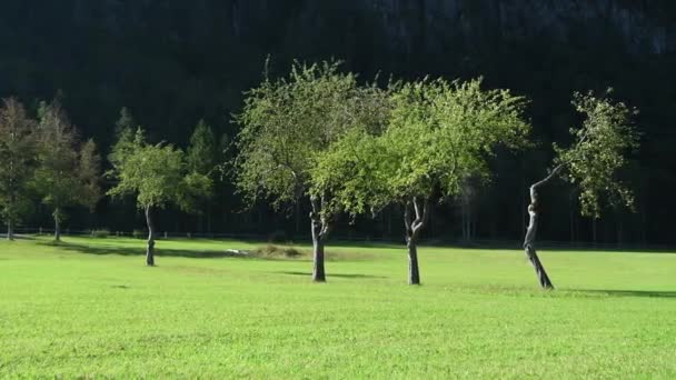 Apple Orchard Autumn Mountains Background Logarska Dolina Slovenia Pan Left — Stockvideo