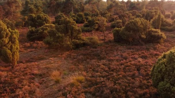 Aerial View Heather Fields Autumn Netherlands Part Unique Dutch Landscape — Stockvideo