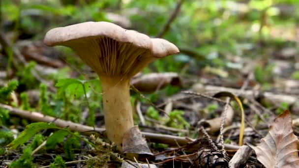 Pilz Auf Waldboden Spinnennetz Hängt Hut Grünes Moos Hintergrund Nahaufnahme — Stockvideo