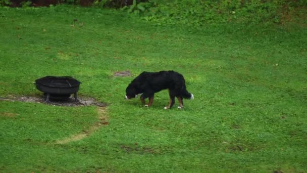 Bernese Mountain Dog Walking Meadow Exploring Vicinity — Stockvideo