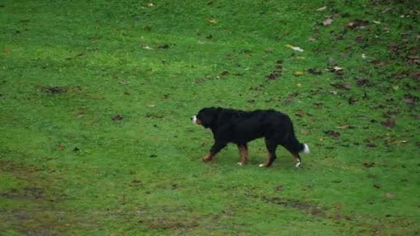 Bernese Mountain Dog Walking Meadow Exploring Vicinity — Wideo stockowe