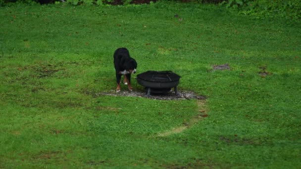 Bernese Mountain Dog Walking Meadow Exploring Vicinity — Wideo stockowe