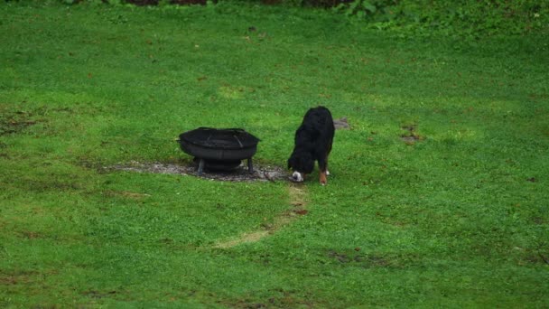 Bernese Mountain Dog Walking Meadow Exploring Vicinity — ストック動画