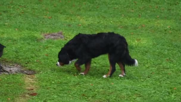 Bernese Mountain Dog Walking Meadow Exploring Vicinity — ストック動画