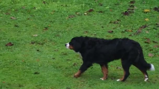 Bernese Mountain Dog Walking Meadow Exploring Vicinity — Stock videók