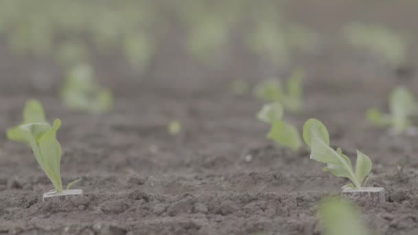 Cultivos Recientemente Plantados Cerca — Vídeos de Stock