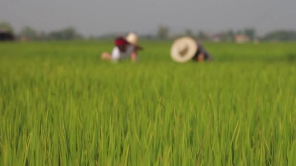 Workers Rice Field Northern Thailand — Video