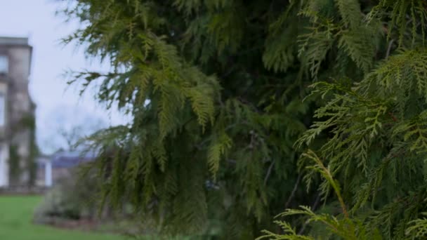 Eine Langsame Pfanne Von Einem Busch Zum Vollen Rahmen Eines — Stockvideo