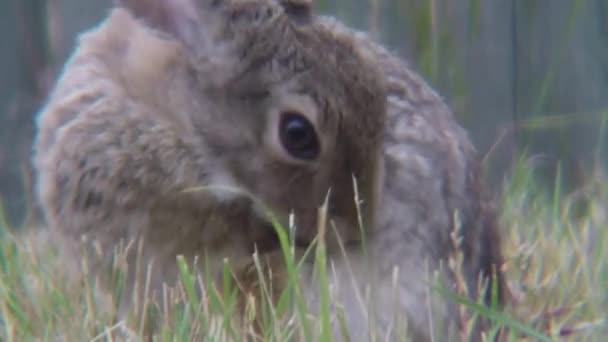 Bunny Rabbit Cleaning Itself Grass Next Blue Wooden Fence — Stockvideo
